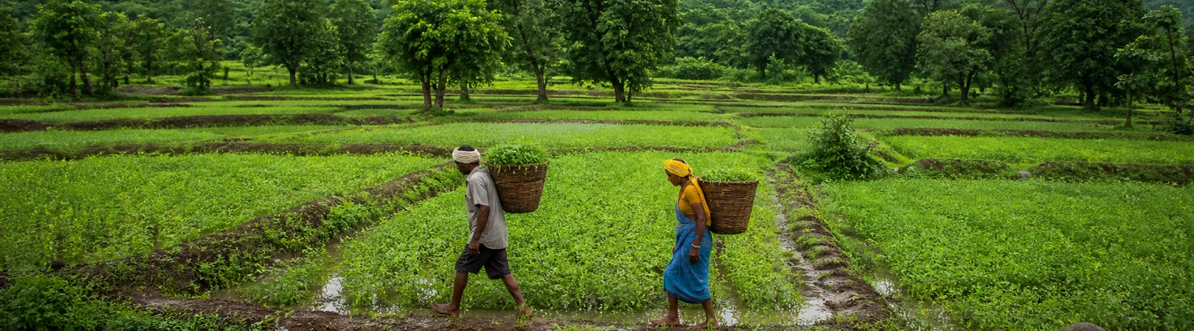 Farmers crossing green rain-fed fields at Bagi Farm II