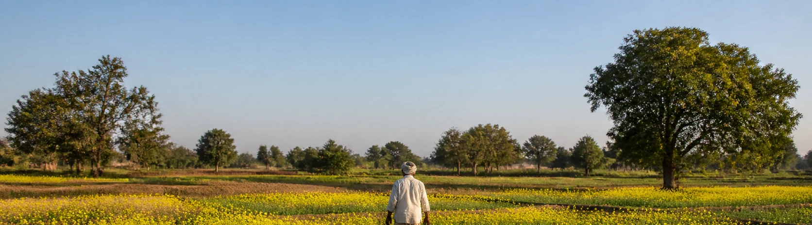 Farmer walking through mustard fields at Sajerah Farm I